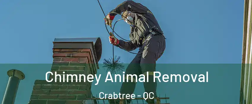 Chimney Animal Removal Crabtree - QC