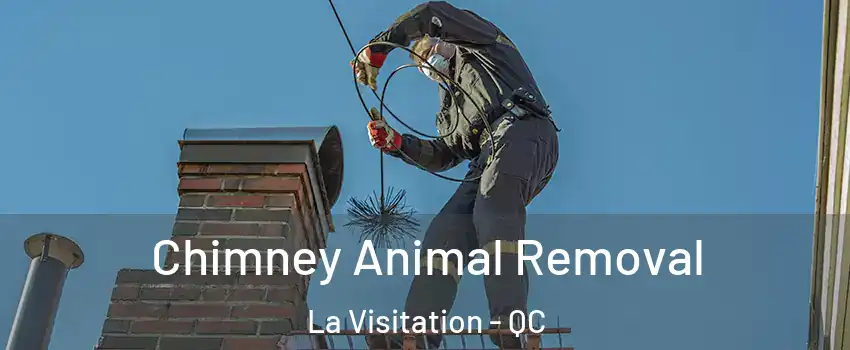 Chimney Animal Removal La Visitation - QC