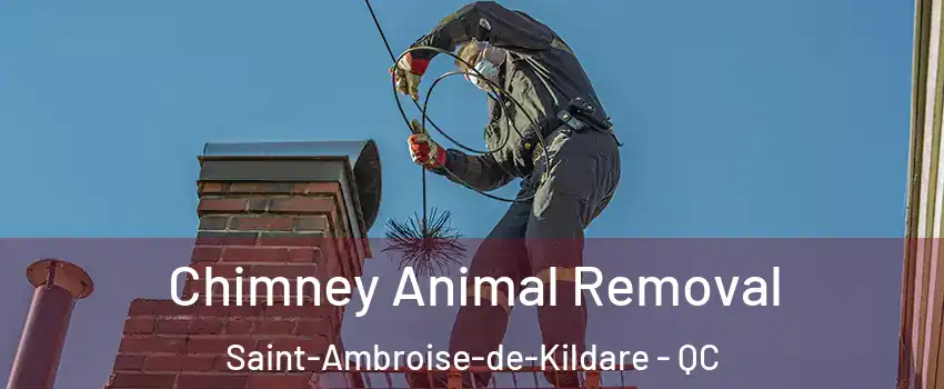 Chimney Animal Removal Saint-Ambroise-de-Kildare - QC