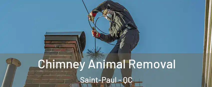 Chimney Animal Removal Saint-Paul - QC