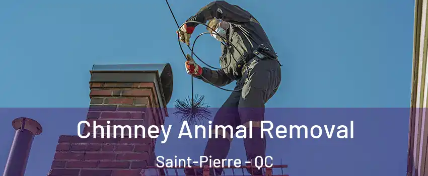 Chimney Animal Removal Saint-Pierre - QC