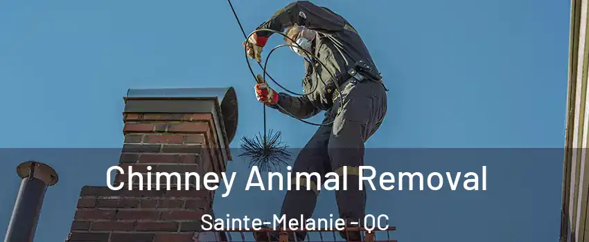 Chimney Animal Removal Sainte-Melanie - QC